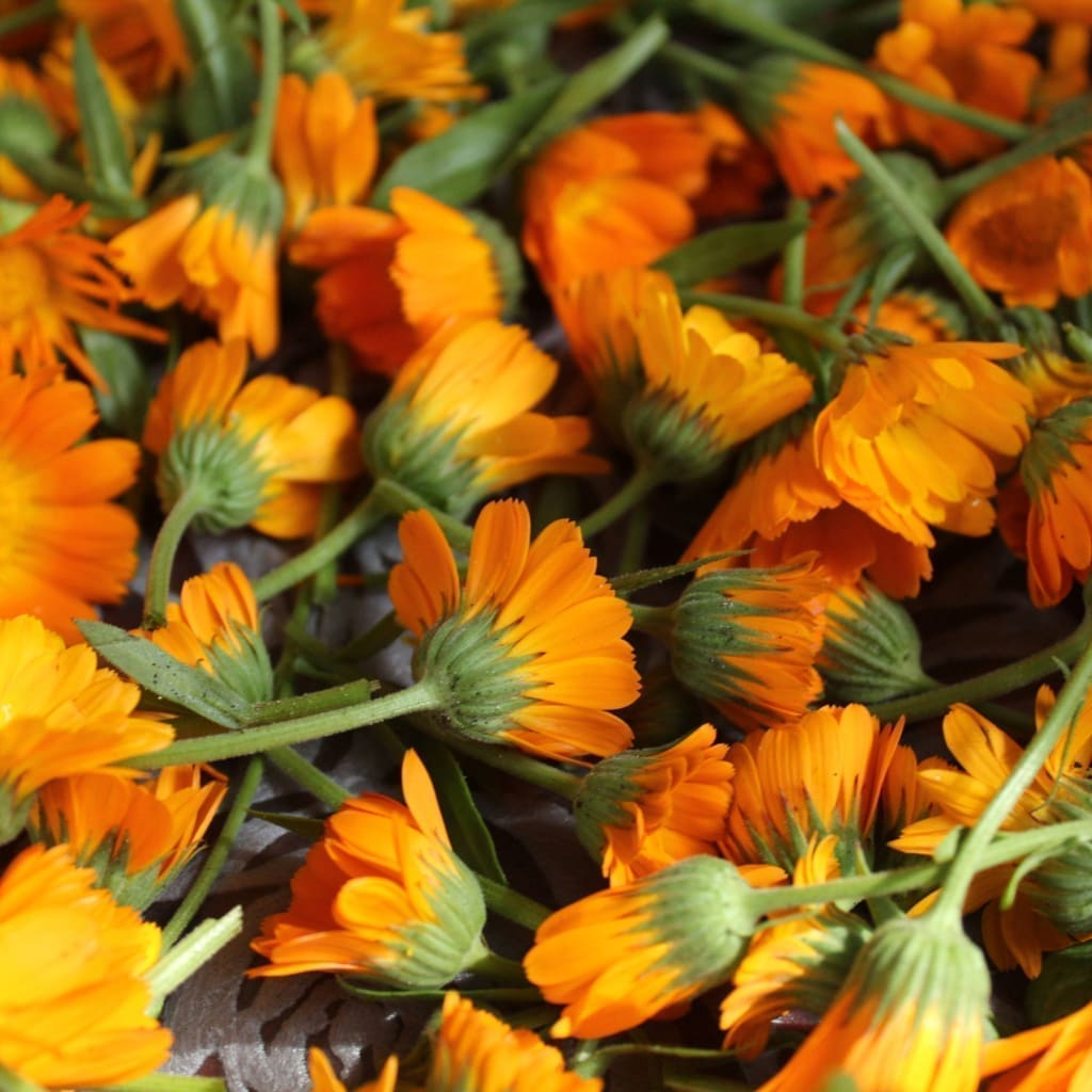 Annie's Heirloom Seeds
