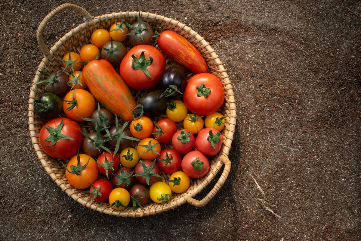 Baker Creek Heirloom Seeds (rareseeds.com)