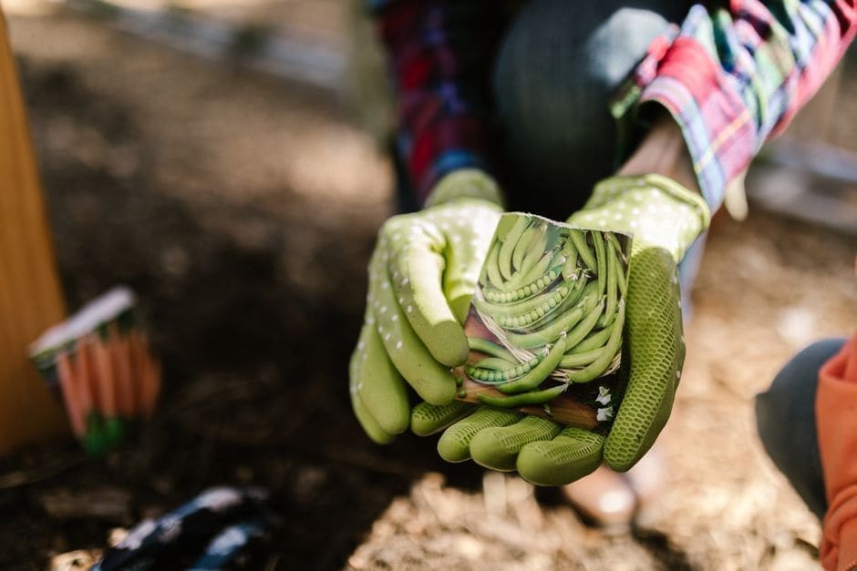 Where to Actually Buy Seeds: A Catalog Strategy, Not a Winner