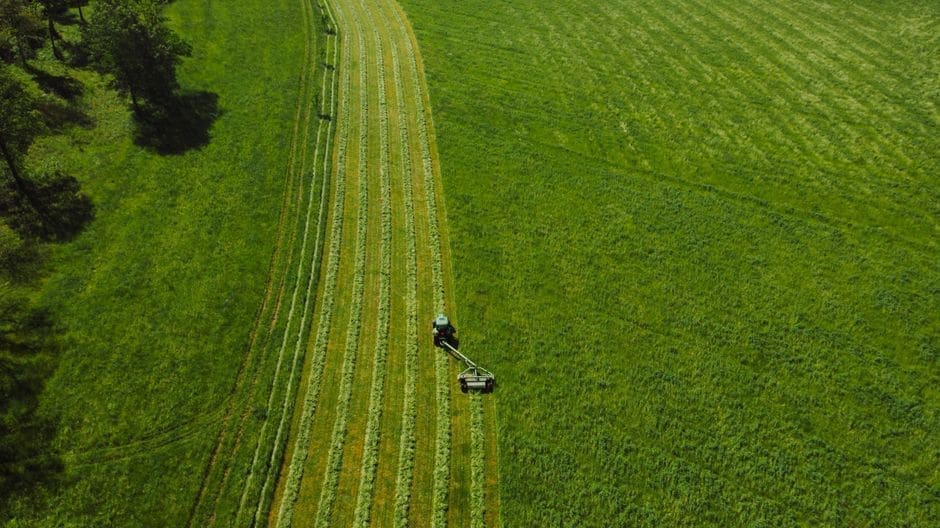 High Mowing Organic Seeds