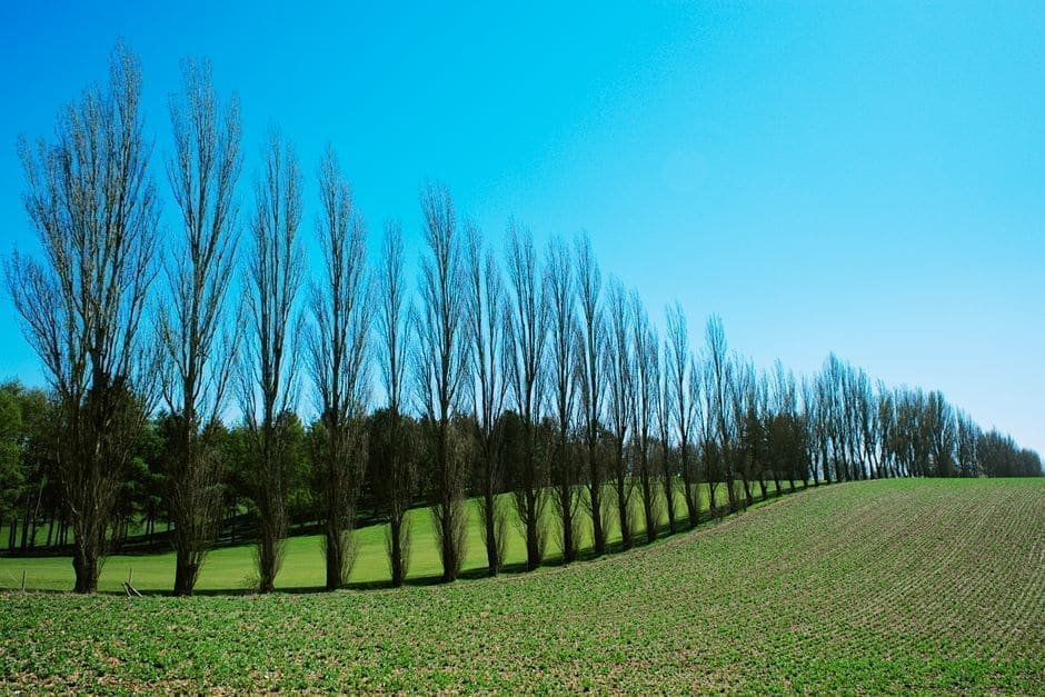 Hybrid Poplar & 'Miracle' Fast-Growing Trees (Skip It)