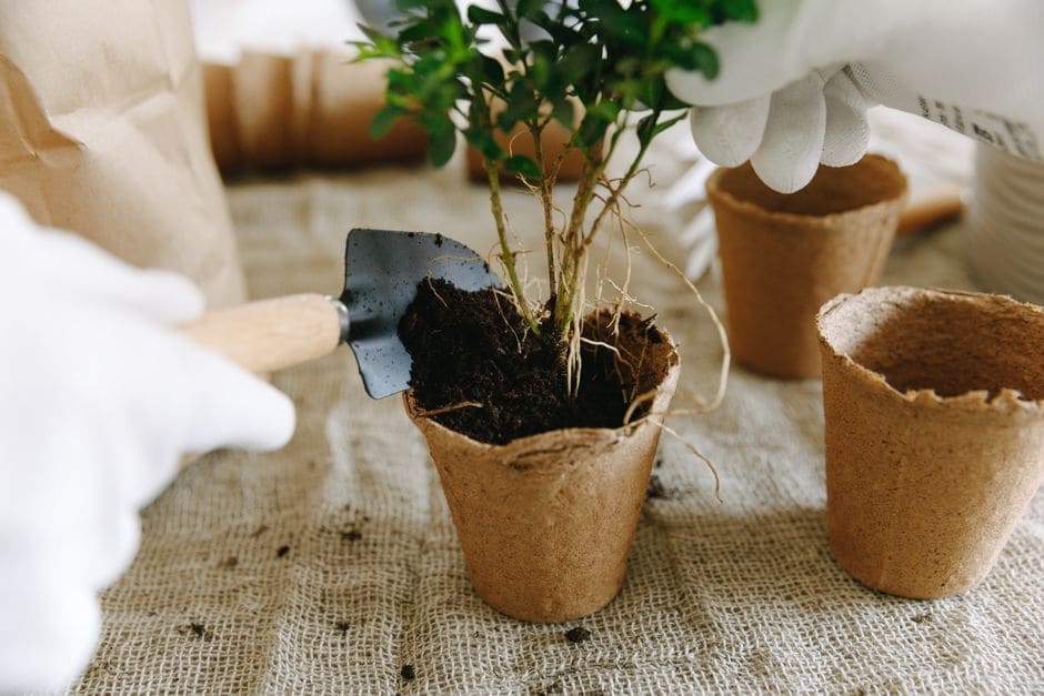 Mail-Order Bare-Root Plants: Read This Before You Order