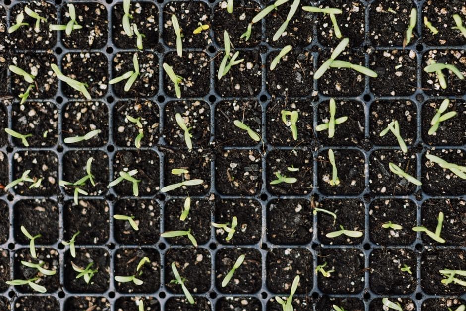 Seed Starting Kits vs. Doing It Yourself (Category Check)