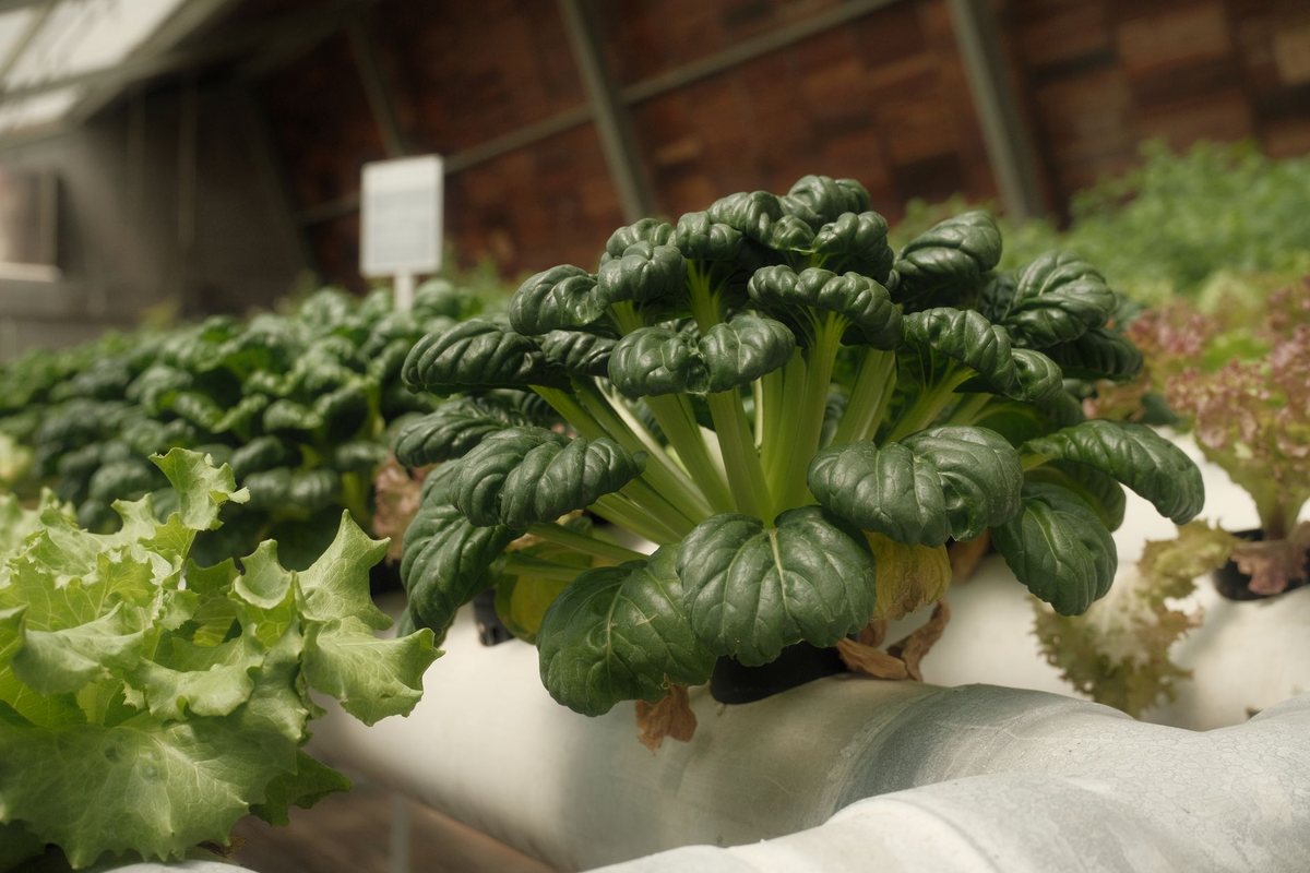 Tower Garden